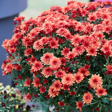 Colourful Garden Mum Chrysanthemum - Apricot Shades