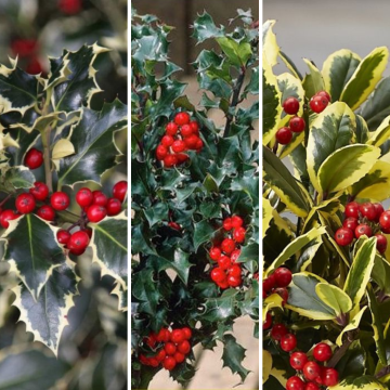 Pack of THREE Lovely Holly Plants - ALL DIFFERENT