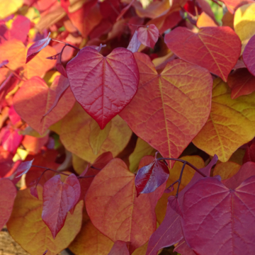 Cercis canadencis Eternal Flame - circa 110-120cm tall
