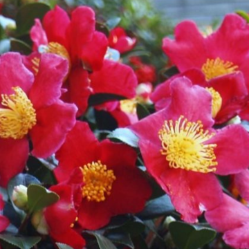 BLACK FRIDAY DEAL - Camellia Yuletide