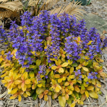 Ajuga Petite Parakeet - Feathered Friends