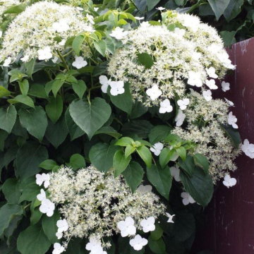 Hydrangea petiolaris - Climbing Hydrangea - 6-7ft Specimen Climber