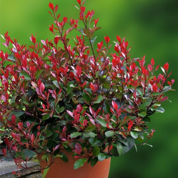 BLACK FRIDAY DEAL - Photinia ''Little Red Robin'' - Compact Evergreen Shrub