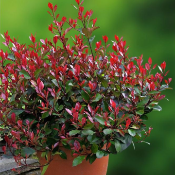 Photinia ''Little Red Robin'' - Compact Evergreen Shrub