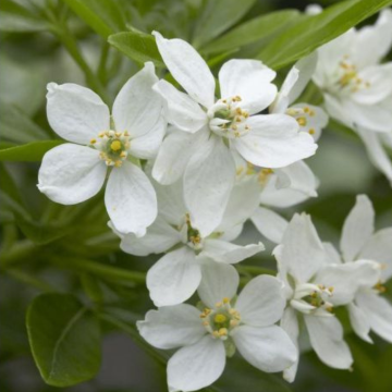 Choisya ternata - Mexican Orange Blossom