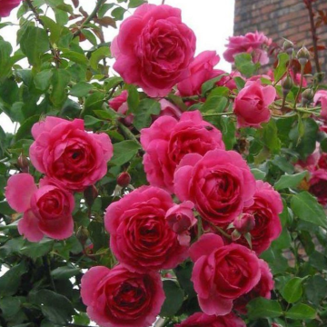 Large 5-6ft Specimen Climbing Rose - Rose Parade
