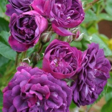 Large 6-7ft Specimen Climbing Rose Blue Magenta