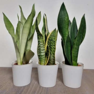 BLACK FRIDAY DEAL -  Snake Plant - Sansevieria - Pack of THREE with White Display Pots