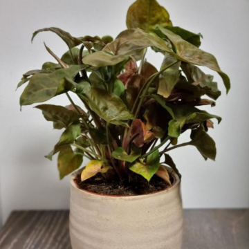 BLACK FRIDAY DEAL - Syngonium podophyllum Brocante