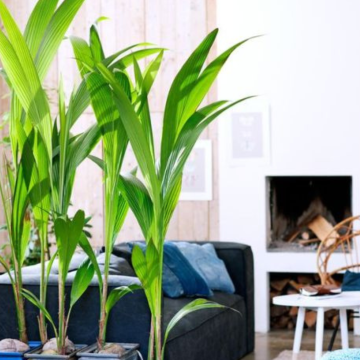BLACK FRIDAY DEAL - Coconut Palm Tree 1.5m tall - Cocos Nucifera