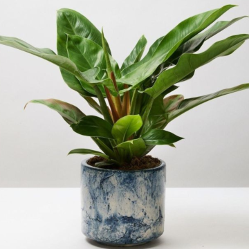 BLACK FRIDAY DEAL - Philodendron Imperial green