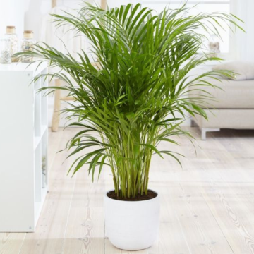 Dypsis Areca Parlour Palm - Perfect Palm for indoors - 150-160cm Potted Plant