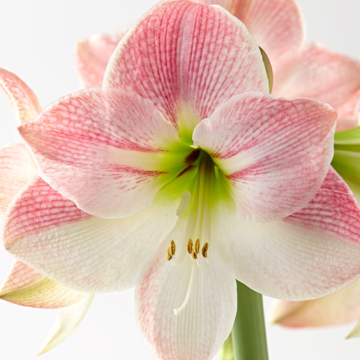 WINTER SALE - Amaryllis - APPLE BLOSSOM - Hippeastrum