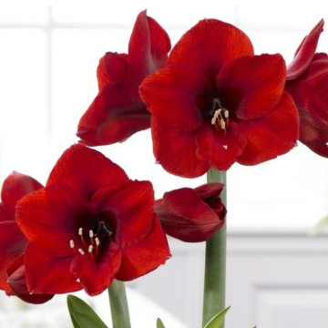 WINTER SALE - Amaryllis - Red Lion - Hippeastrum