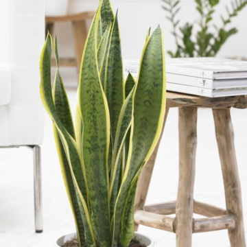 Variegated Snake Plant - Sansevieria - in Classic White Display Pot