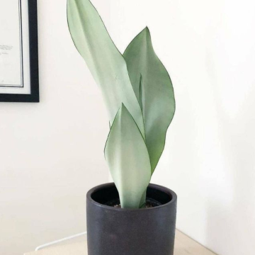 SPECIAL DEAL - Silver Snake Plant - Sansevieria Moonshine