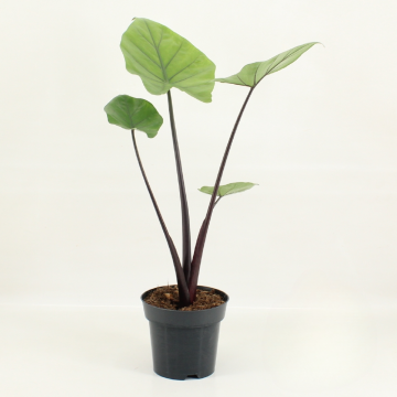 Alocasia Black Cobra