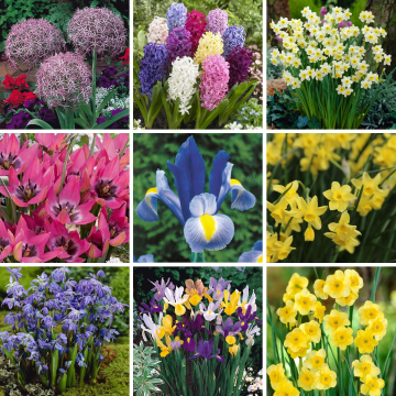 SPECIAL DEAL - Spring Magic MEGA BOX MkII - Bundle of over £165 worth of Autumn Planting Spring Flowering Bulbs for under £30!!