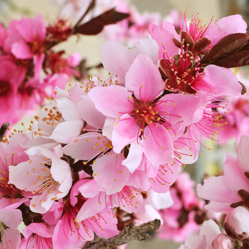 Crimson Bonfire - Red leaf Patio Peach Tree - Amazing Red leaved Fruiting Peach