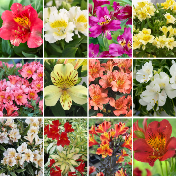 Alstroemeria Mixed