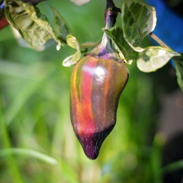 Chilli Pepper Plant 'Jalapeno Tiger'