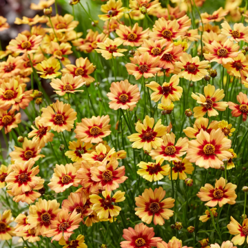 Coreopsis rosea 'Twinklebells Copper' Coreopsis rosea 'Twinklebells Copper'