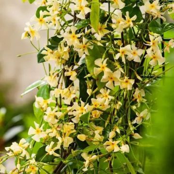 Trachelospermum asiaticum 'Mandanianum' - Large 5-6ft Specimen Climber