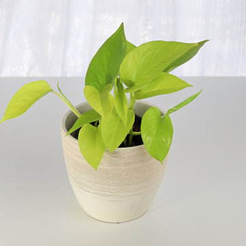 BLACK FRIDAY DEAL - Philodendron scandens Lemon Lime