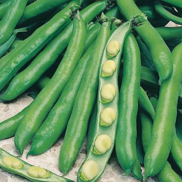 Broad Bean Imperial Green Longpod