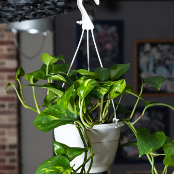 Epipremnum pinnatum aureum - Devil's Ivy - Pothos in Hanging Basket