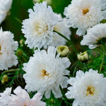 Cosmos bipinnatus Double Click Snowpuff