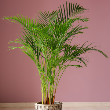 Dypsis Areca Parlour Palm - Perfect Palm for indoors - 60-80cm