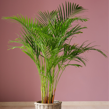 Dypsis Areca Parlour Palm - Perfect Palm for indoors - 100-130cm