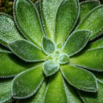 Echeveria Setosa - Mexican Fire Cracker