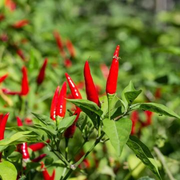 Chilli Pepper Plant 'Bird Eye Italico'