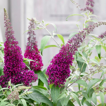 Buddleja davidii Sugar Plum