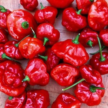 Sweer Pepper 'Aji Dulce'