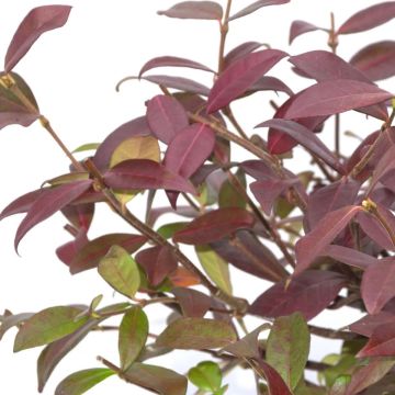 Trachelospermum jasminoides 'Winter Ruby' - Star Jasmine - Rhyncospermum