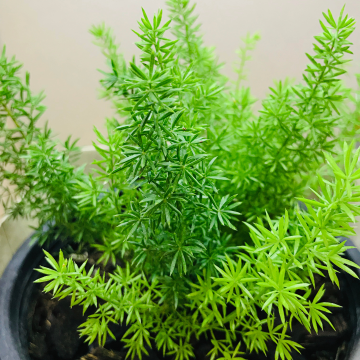 Asparagus Fern - Asparagus Sprengerii
