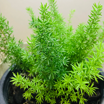 SPECIAL DEAL - Asparagus Fern - Asparagus Sprengerii