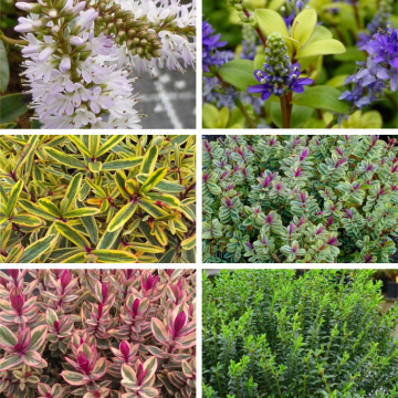 Hebes Collection - Selection of SIX Outstanding Hardy Evergreen Hebe Plants