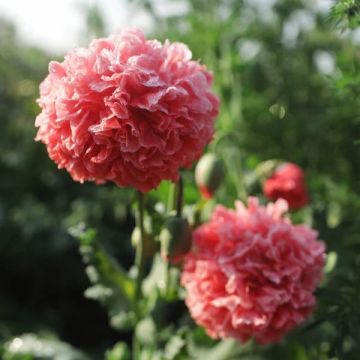 Poppy Plant 'Frosted Salmon Peony' - Papaver somniferum var. paeoniiflorum - Peony Flowered Poppy