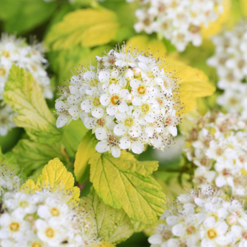 Physocarpus opulifolius Darts Gold - Ninebark