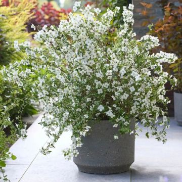 Philadelphus 'Petite Perfume White' - Mock Orange