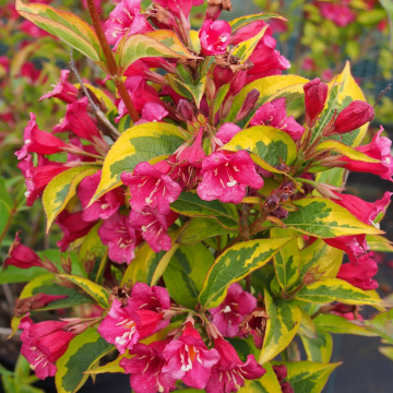 Weigela florida Moulin Rouge