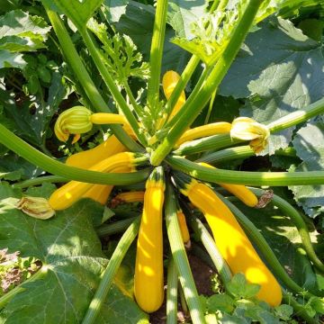 Courgette Orelia Courgette Orelia