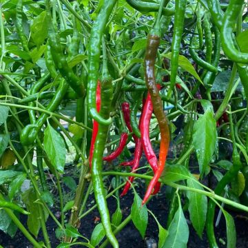 Chilli Pepper Plant 'Vindaloo'