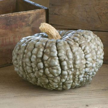 Italian Pumpkin - Squash Plant 'Marina di Chioggia'