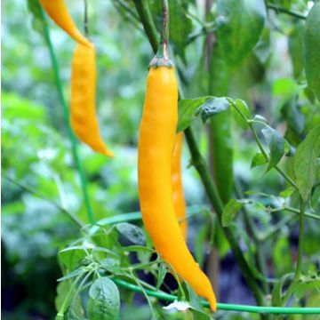 Chilli Pepper Plant 'Aji Guyana'