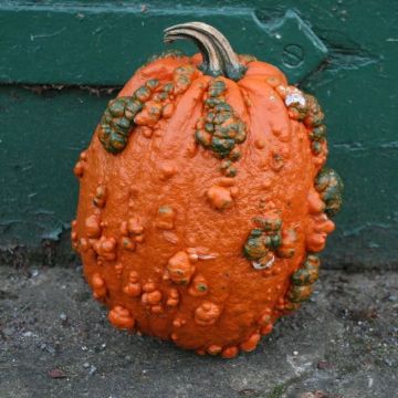 Pumpkin Plant 'Goosebumps'
